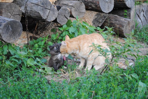 DSC_0314.jpg