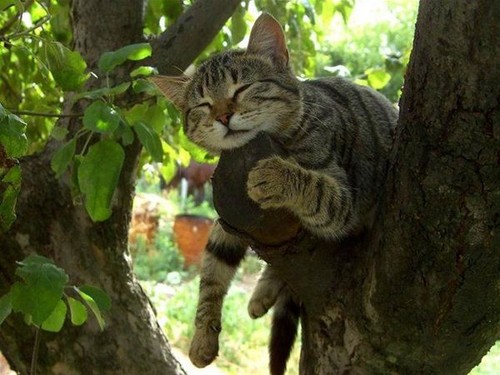 42790676_catskittens3d89edef6ebea5f8d54443ccb9c643f6_h.jpg