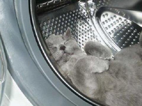 sleepingcat40.jpg