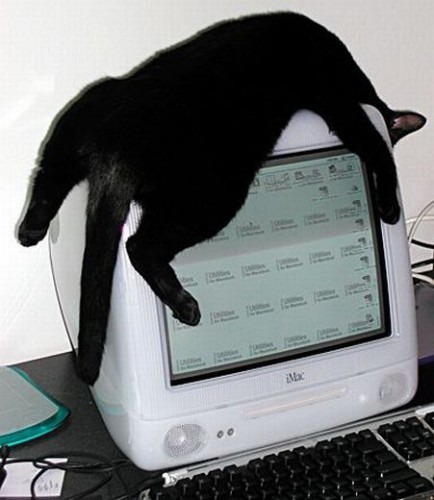 sleepingcat51.jpg