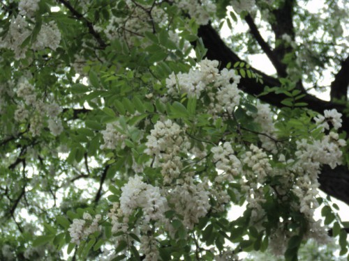 DSC00396.JPG