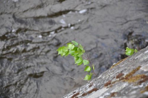 DSC_7266.JPG