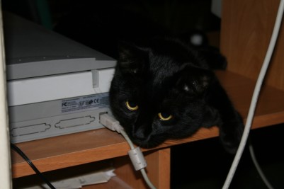 Марс, всегда либо лапа либо хвост на клавиатуре