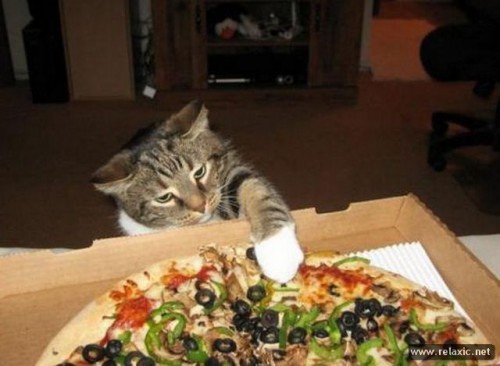 cats_049.jpg