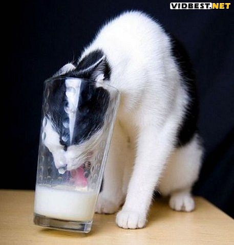 vidbest.net_prikols_cats_083.jpg