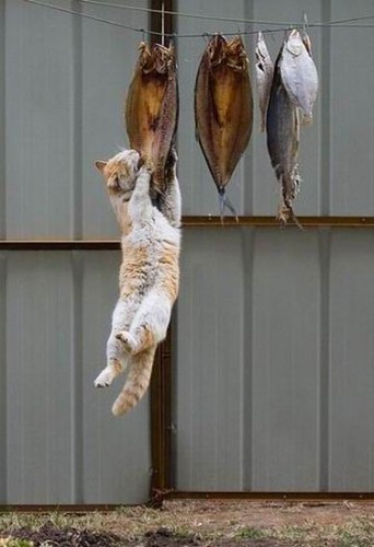 cat_02.jpg