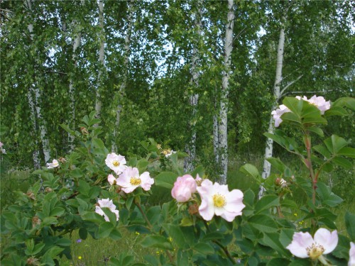 04.jpg