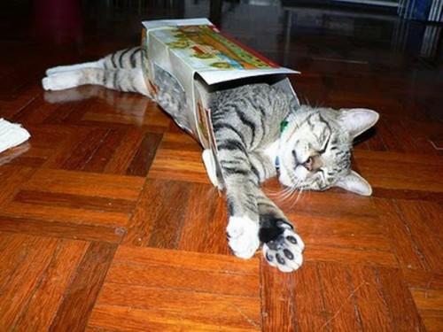 1272302951_cats_sleeping_in_box_24.jpg