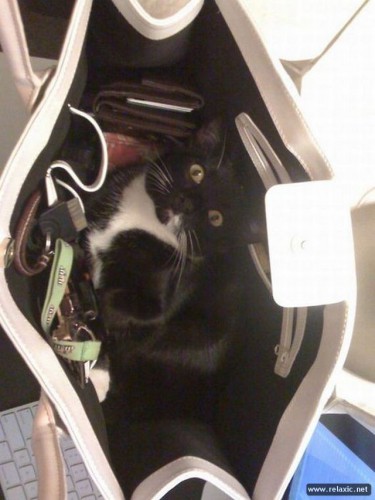 cats_055.jpg