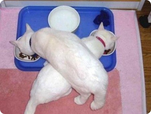 funnycatssel1_13.jpg