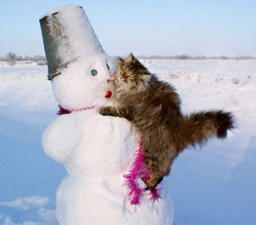 Snow-Cats-19.jpg