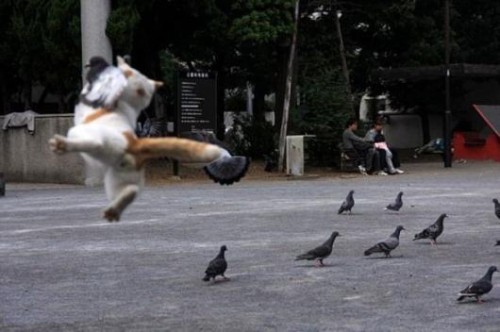 70072338_1296578771_pigeonhuntingcat.jpg