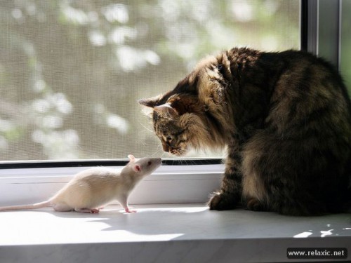 cats_047.jpg