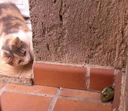 these_funny_animals_655_640_20-600x521.jpg
