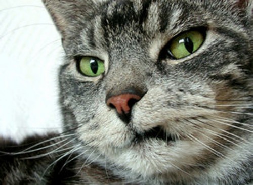 disdainful_cat_10.jpg