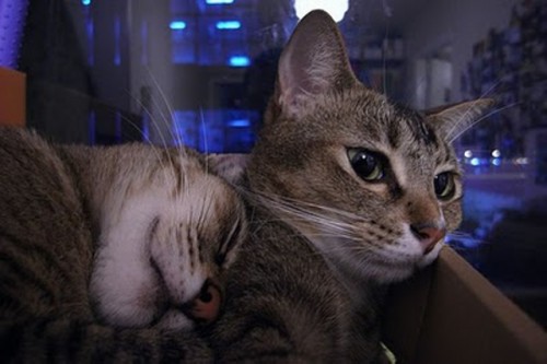 1272303015_cats_sleeping_in_box_15.jpg