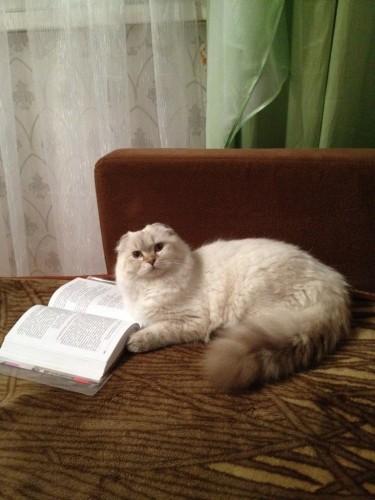 Барсик Малышев)