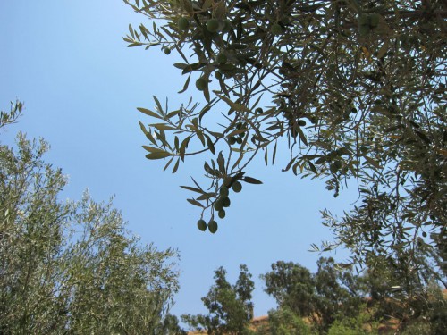 Beit Shean2.jpg
