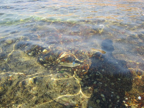 Eilat7.jpg