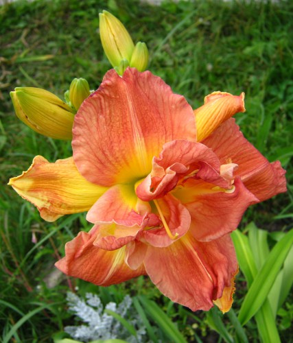IMG_5234.-fJPG.JPG