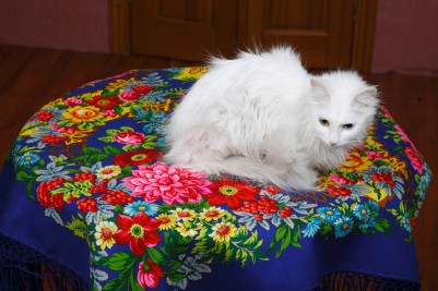 Растрёпышь Нора