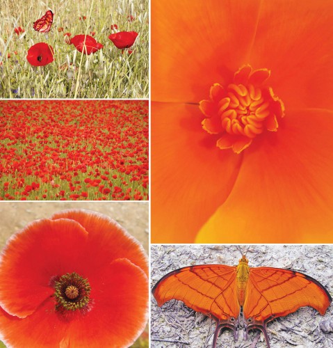 poppy.jpg