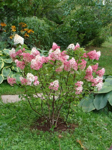 Vanille Fraise