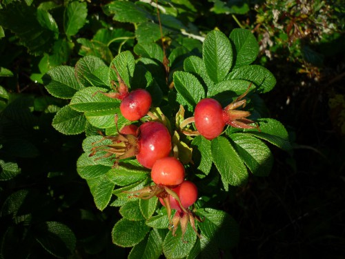 P1100880+.jpg