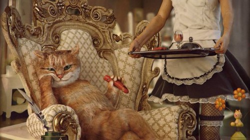 котик.jpg