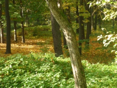 P1000771.JPG