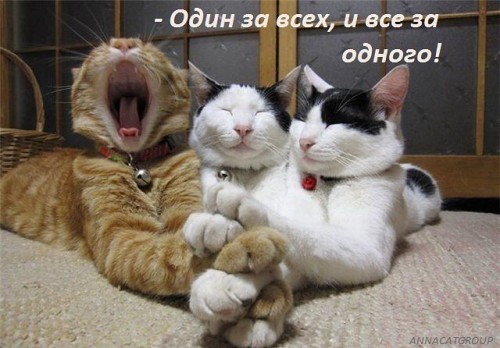 "Один за всех, и все за одного!"