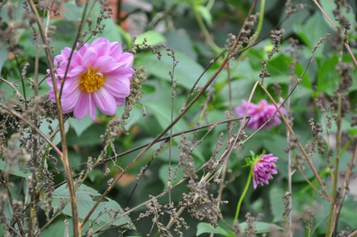 DSC_2072.JPG