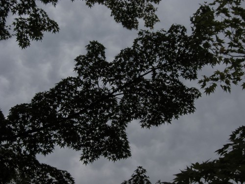 Japanese maple 1.jpg
