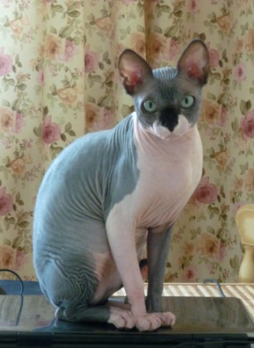 Элвис (Лёлик)