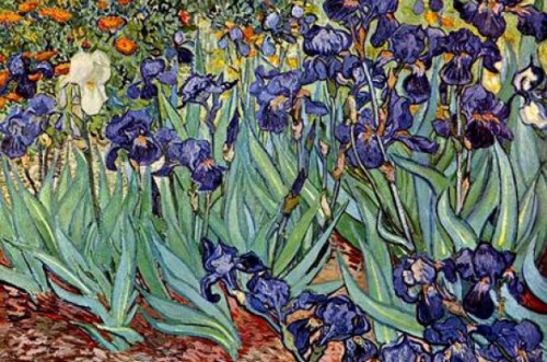 Ирисы.jpg