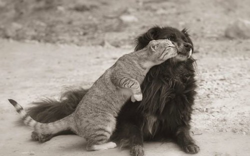 getImage-КОТИК И ПЕСИК.jpg