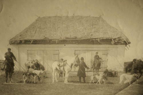 Счастливое время для борзых и гончьих - они ОХОТЯТСЯ (для чего и выведены как порода)