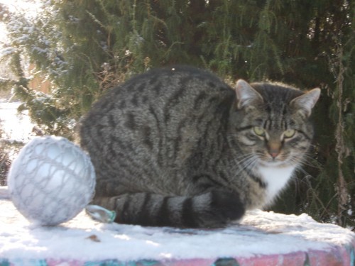 котик.jpg