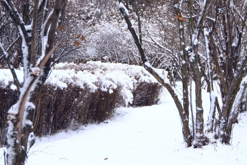 DSC_7376q.jpg