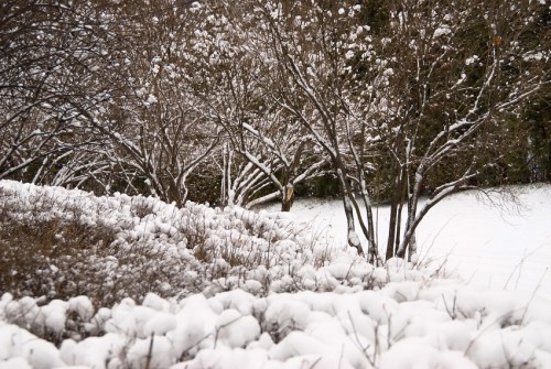 DSC_7380.jpg