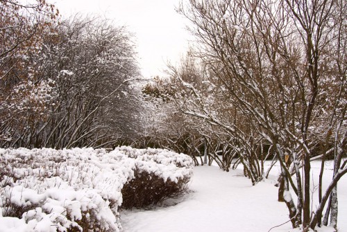 DSC_7385.jpg