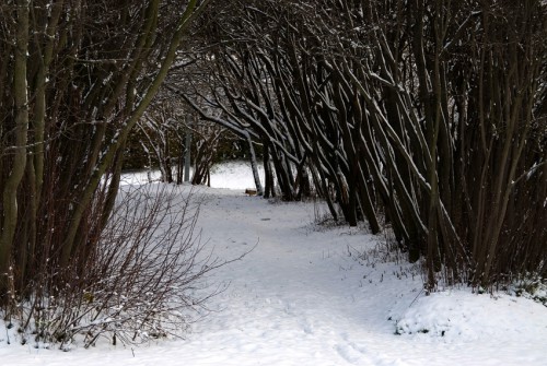 DSC_7487.jpg