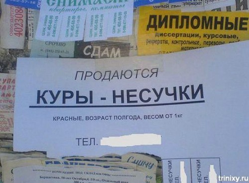 getImage-КУРЫ-НЕСУЧКИ,,,.jpg