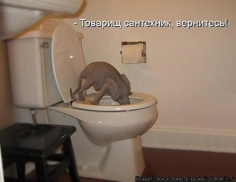 унитаз.jpg