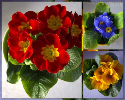 2013-02-24 Разное.jpg