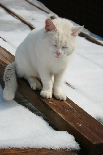 IMG_2187_новый размер.JPG