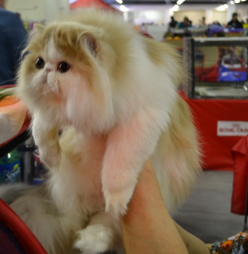 DSC_34661.jpg