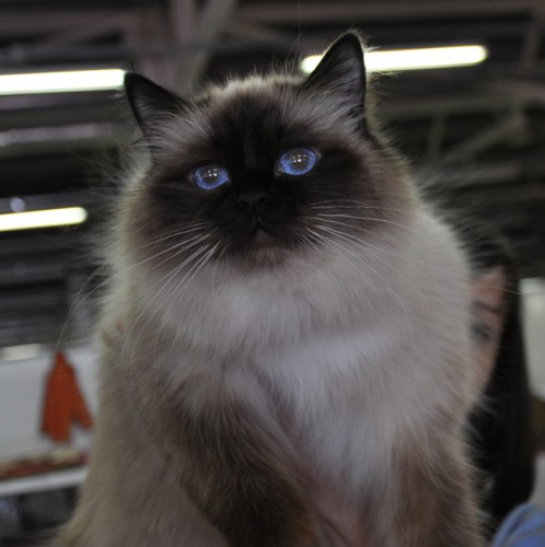 Священная Бирма. Кошка