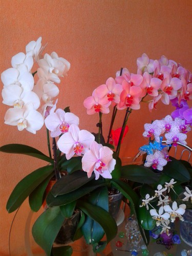2013-03-28 16.15.23.jpg