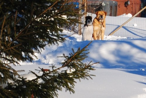 Копия DSC_0031.jpg
